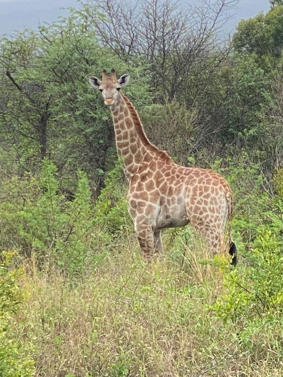 Giraffe standing in green thornveld on a Zululand game drive