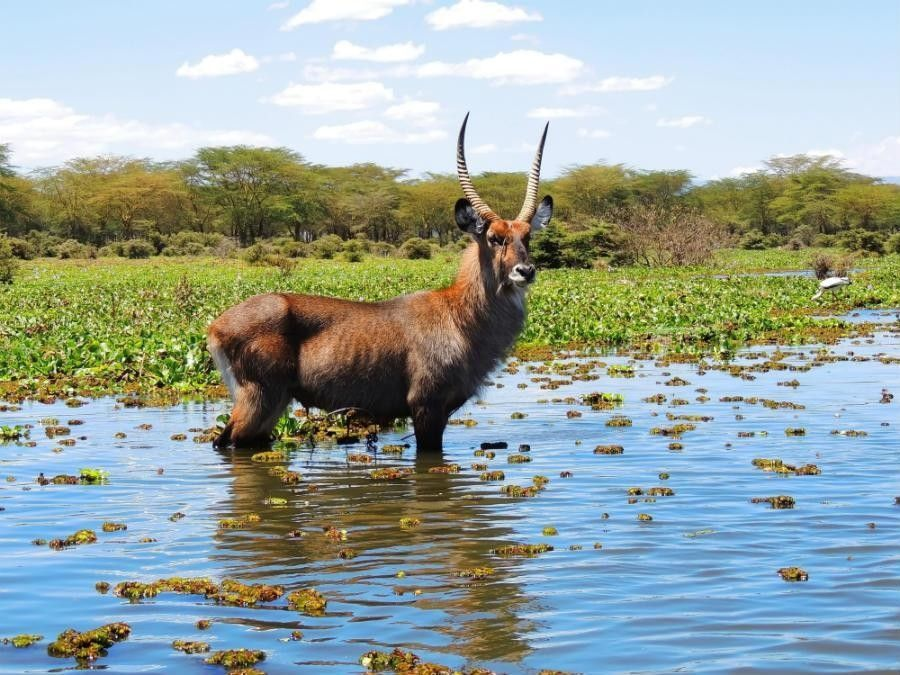 Waterbuck standing in a lily-covered wetland