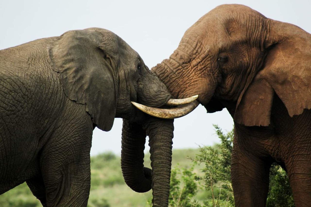 Two elephants greeting each other trunk to trunk