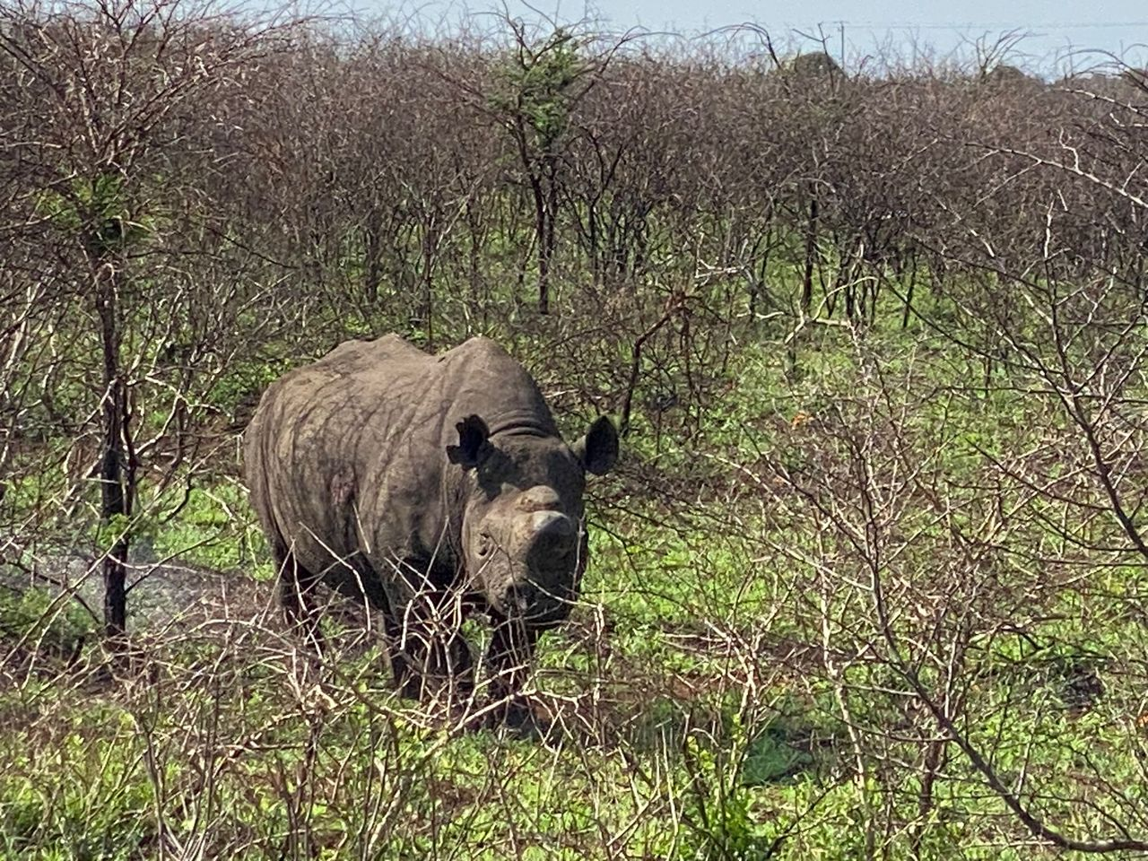 White rhino browsing in thick acacia bush near iSimangaliso