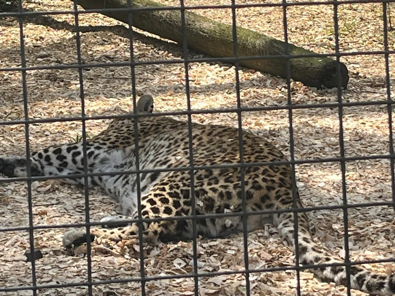Leopard resting in the shade
