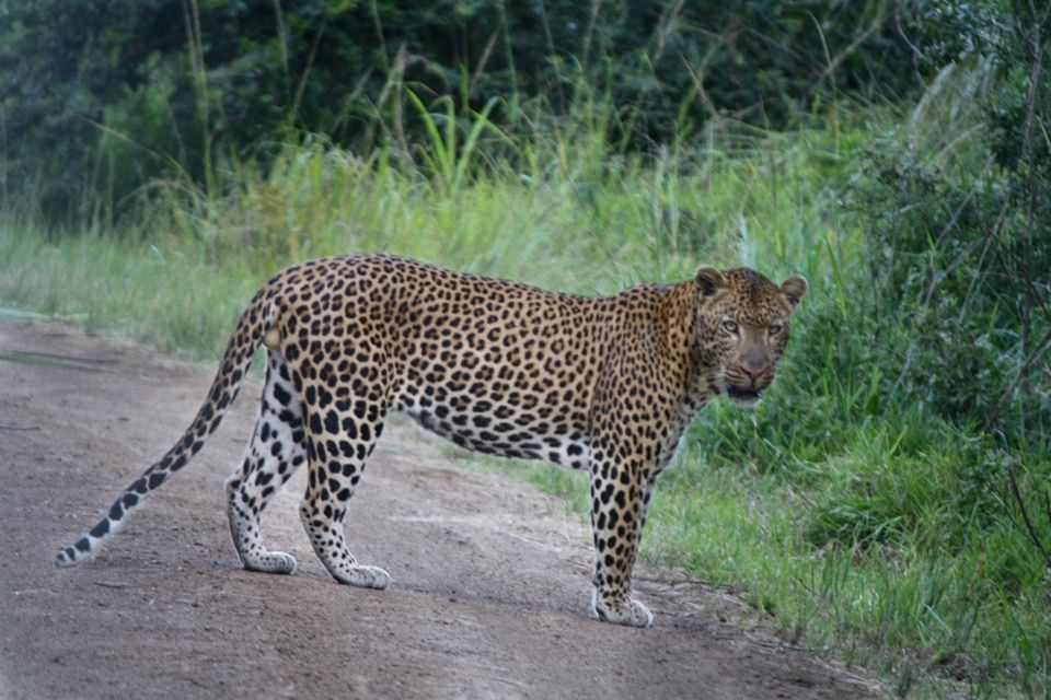 Leopard crossing a bush road on a Hluhluwe game drive