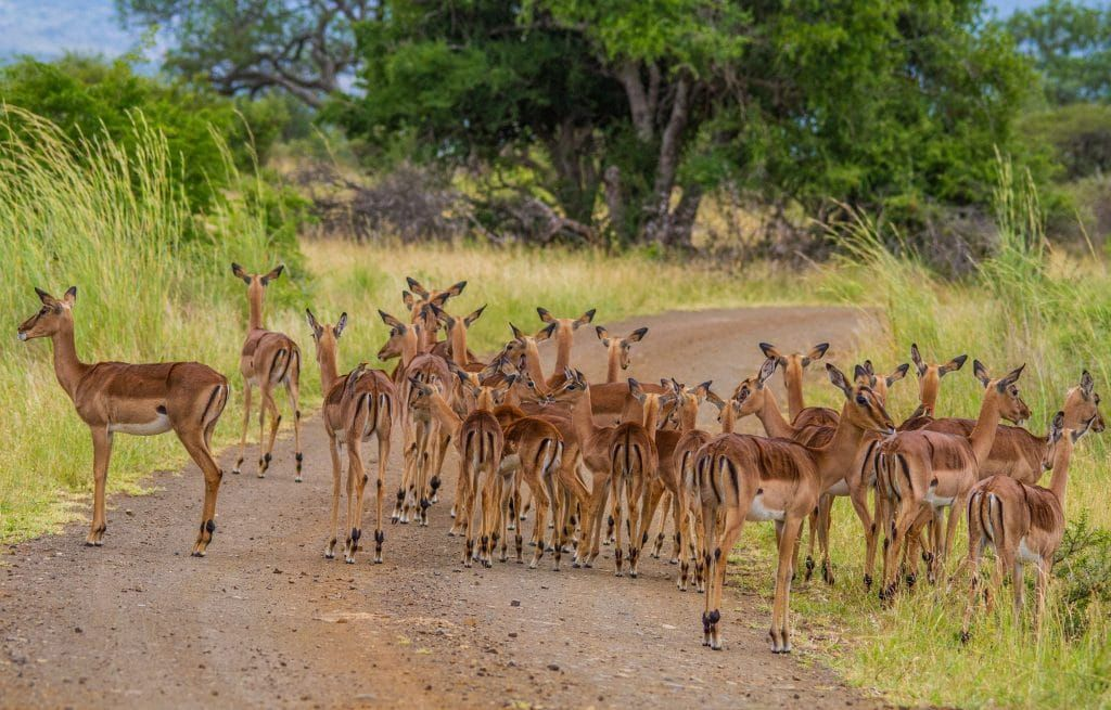 Herd of impala crossing a dirt road in a KwaZulu-Natal game reserve