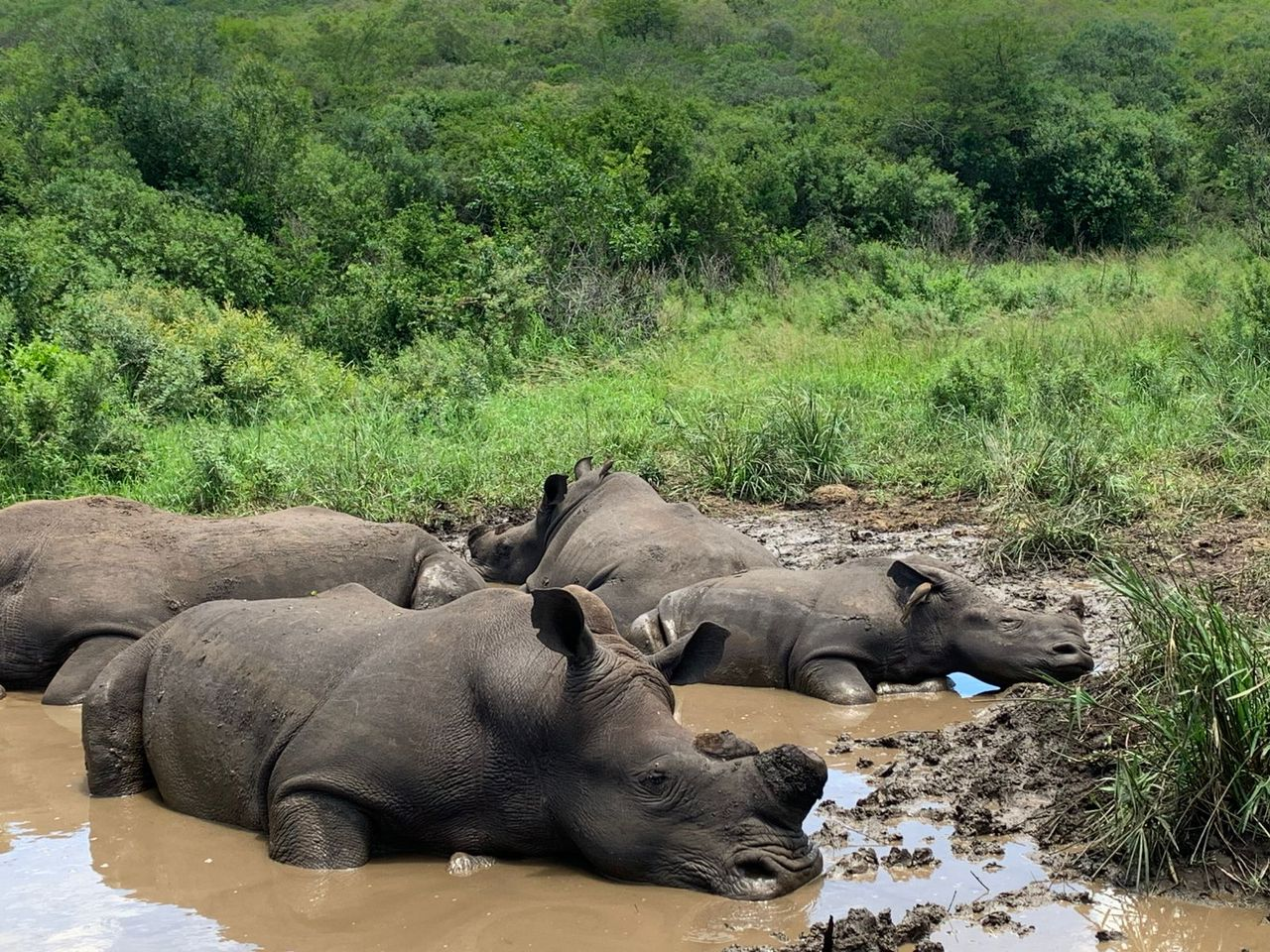 White rhinos wallowing in a mud pan in a KwaZulu-Natal reserve