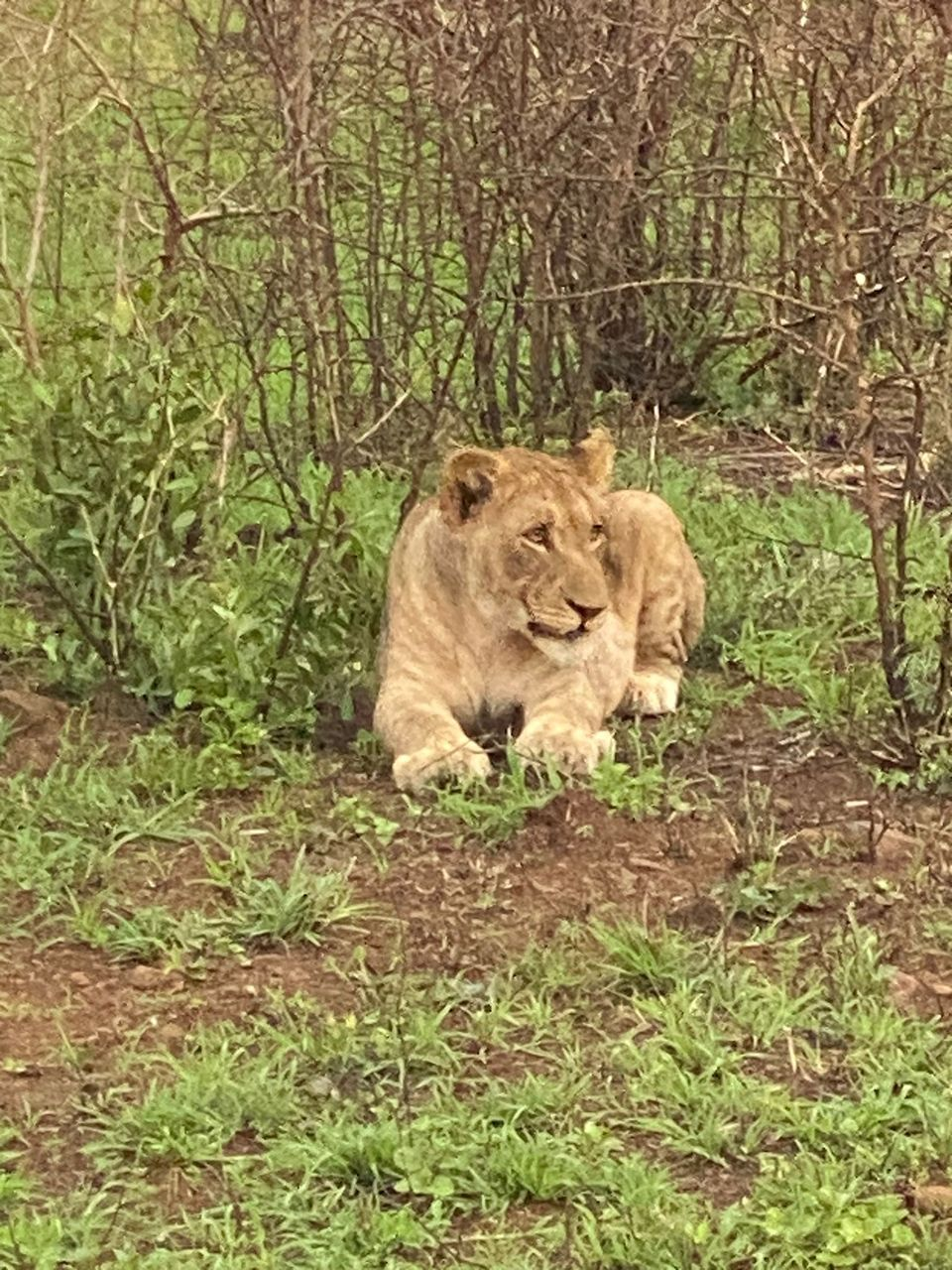 Lioness resting in green bush on a Zululand reserve